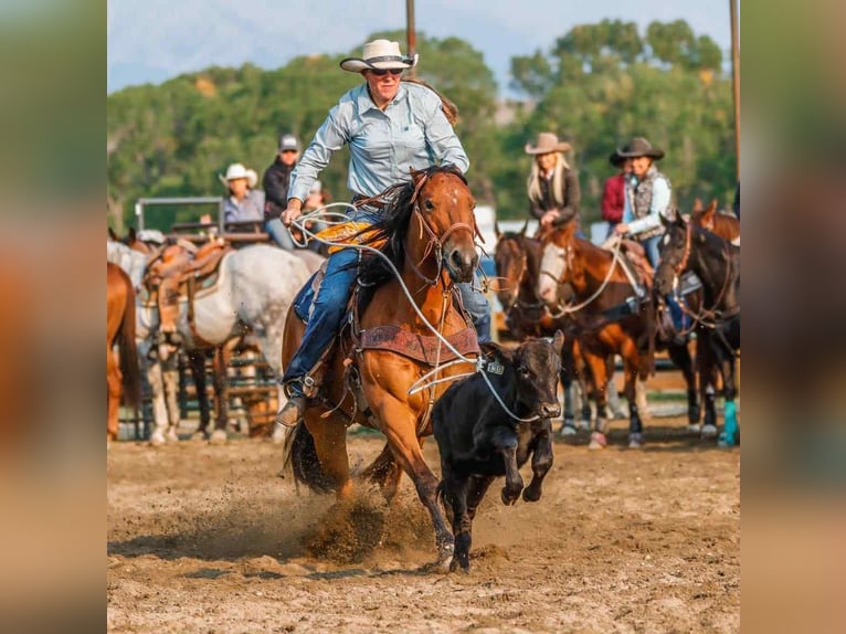 American Paint Horse Merrie 13 Jaar 155 cm Roodbruin in Huntley