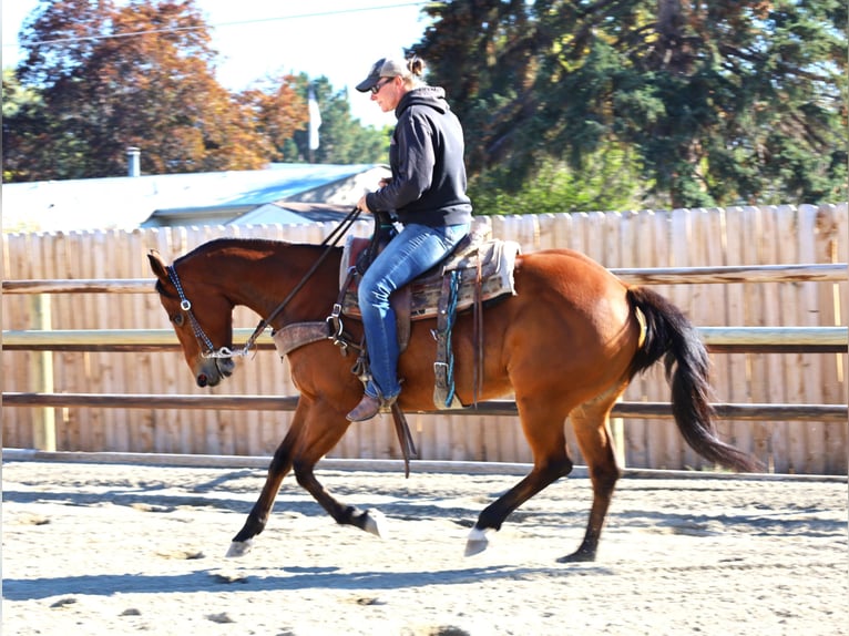 American Paint Horse Merrie 13 Jaar 155 cm Roodbruin in Huntley