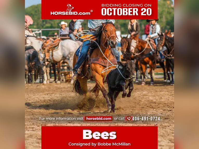 American Paint Horse Merrie 13 Jaar 155 cm Roodbruin in Huntley