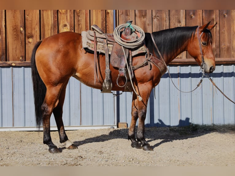 American Paint Horse Merrie 13 Jaar 155 cm Roodbruin in Huntley