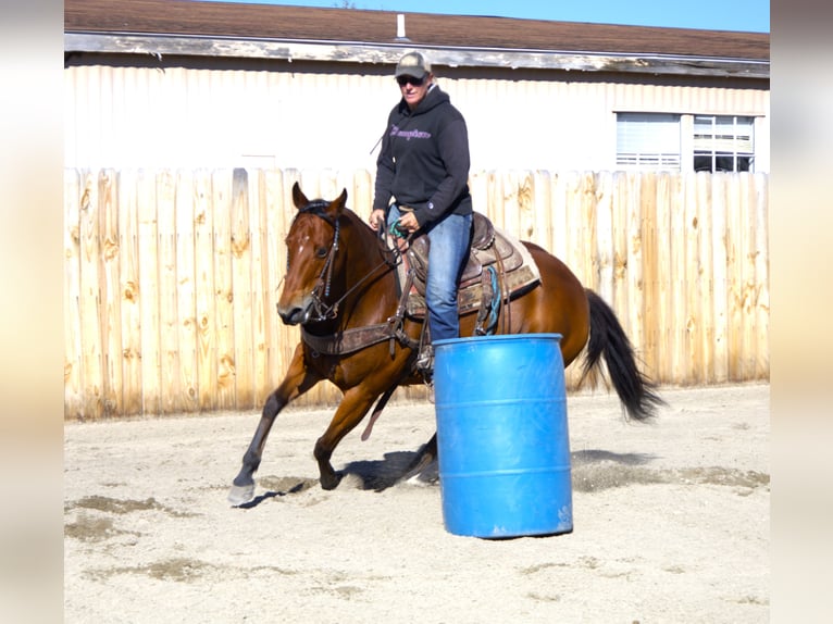 American Paint Horse Merrie 13 Jaar 155 cm Roodbruin in Huntley