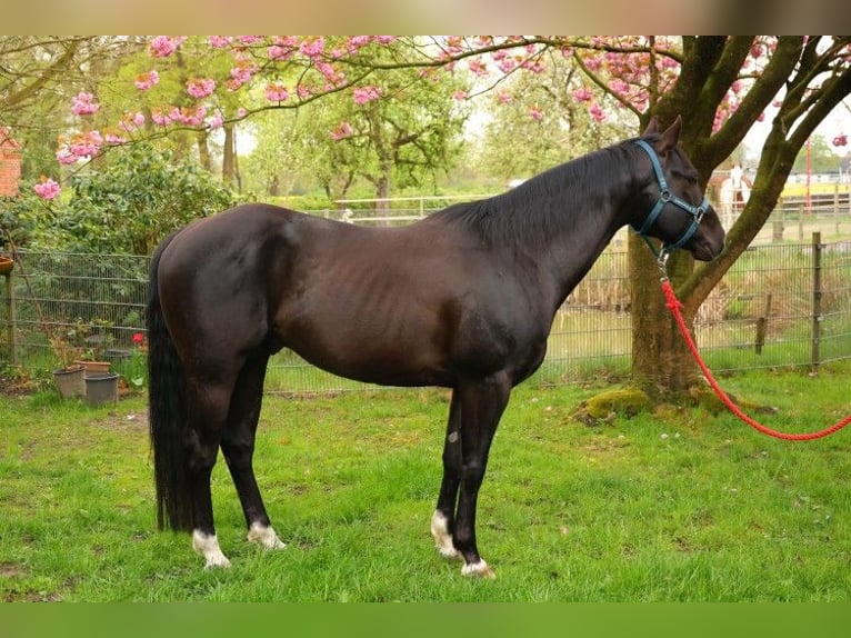 American Paint Horse Merrie 13 Jaar 158 cm Tobiano-alle-kleuren in Ritterhude