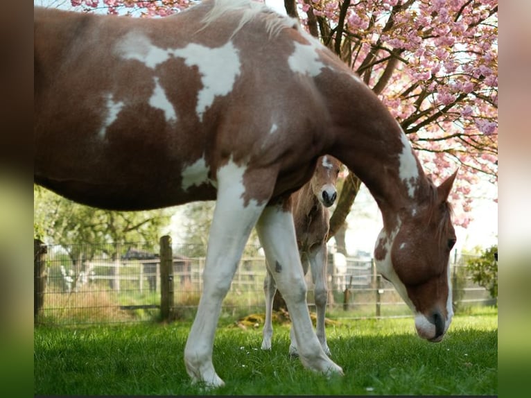 American Paint Horse Merrie 13 Jaar 158 cm Tobiano-alle-kleuren in Ritterhude