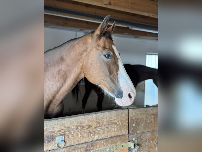 American Paint Horse Merrie 13 Jaar 160 cm Overo-alle-kleuren in Goslar Hahndorf