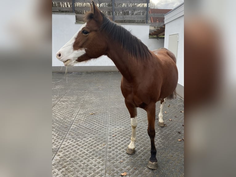 American Paint Horse Merrie 13 Jaar 160 cm Overo-alle-kleuren in Goslar Hahndorf
