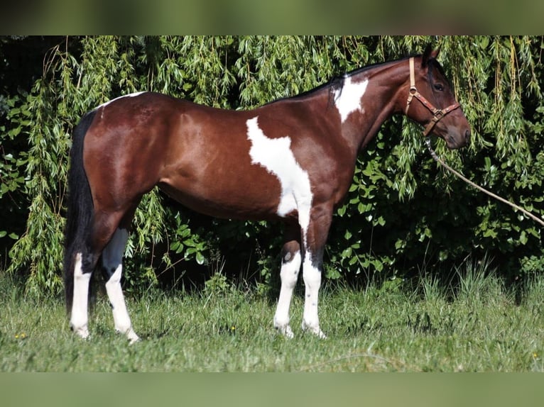 American Paint Horse Merrie 13 Jaar 162 cm Tobiano-alle-kleuren in Schlüchtern
