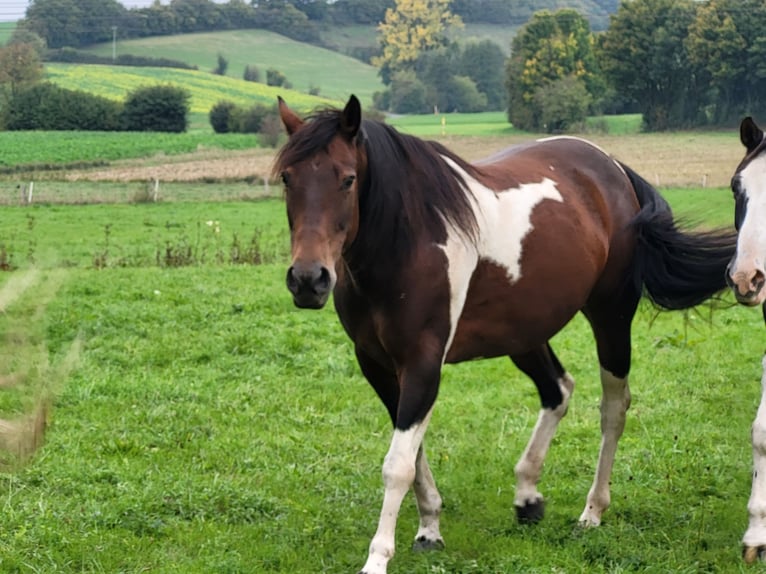 American Paint Horse Merrie 13 Jaar 162 cm Tobiano-alle-kleuren in Schlüchtern