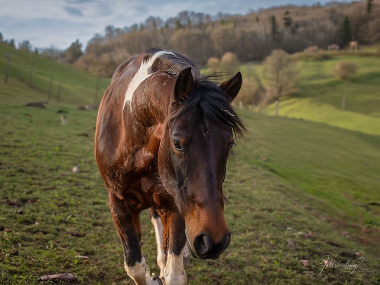 American Paint Horse Merrie 13 Jaar 162 cm Tobiano-alle-kleuren in Schlüchtern