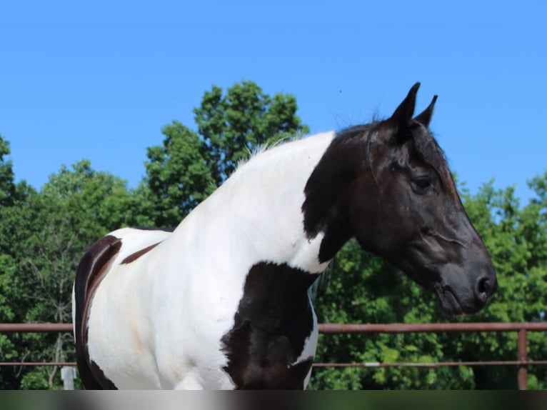 American Paint Horse Merrie 13 Jaar 170 cm Tobiano-alle-kleuren in Princeton MO