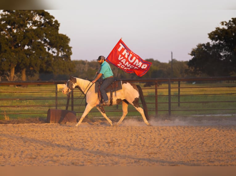 American Paint Horse Merrie 13 Jaar Gevlekt-paard in Canton