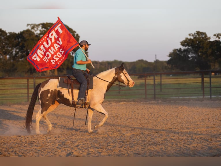 American Paint Horse Merrie 13 Jaar Gevlekt-paard in Canton