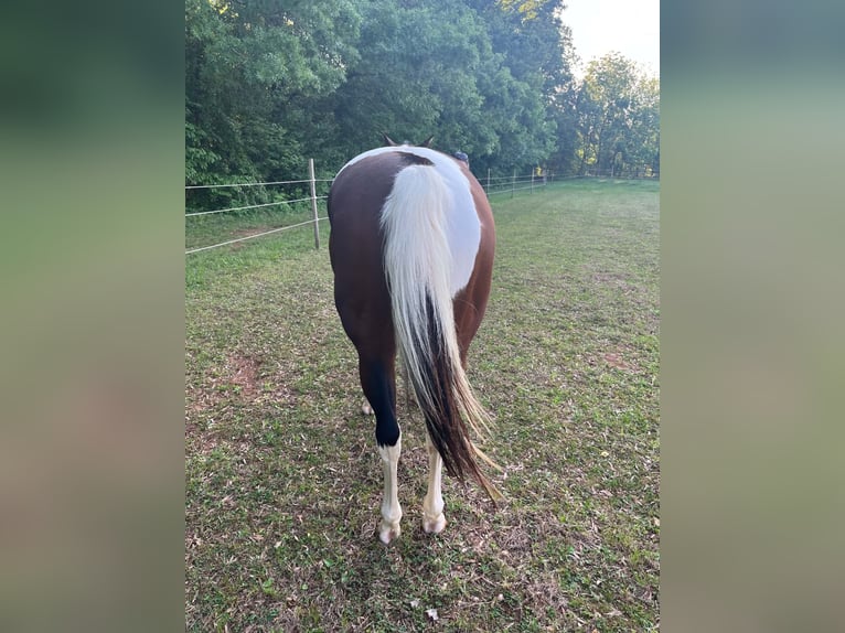 American Paint Horse Merrie 13 Jaar Tobiano-alle-kleuren in Newton