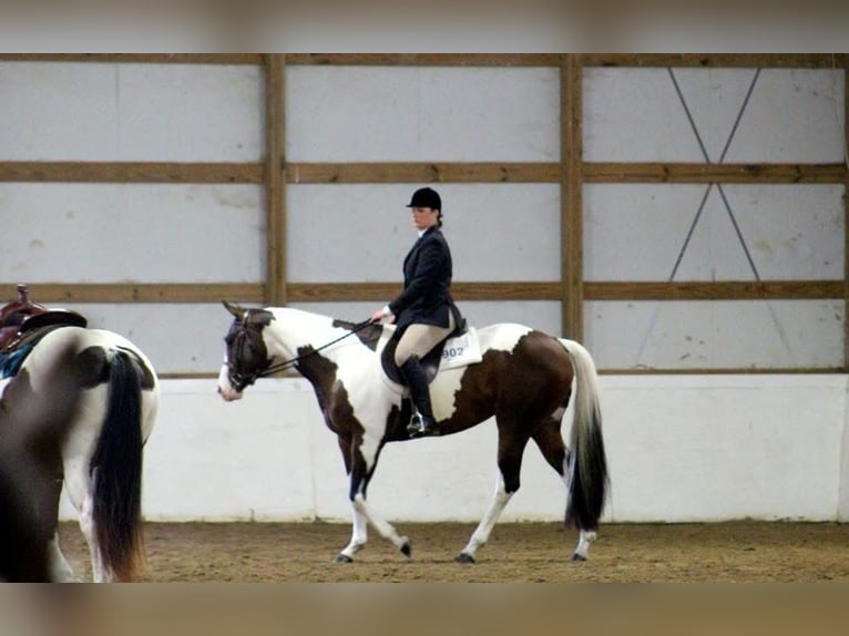 American Paint Horse Merrie 13 Jaar Tobiano-alle-kleuren in Newton