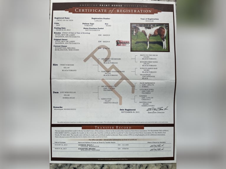 American Paint Horse Merrie 13 Jaar Tobiano-alle-kleuren in Newton
