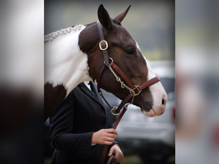 American Paint Horse Merrie 13 Jaar Tobiano-alle-kleuren in Newton