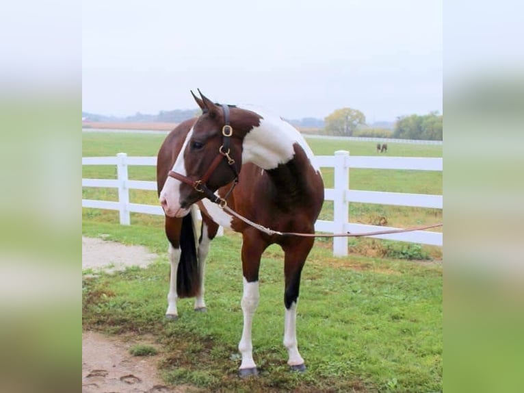 American Paint Horse Merrie 13 Jaar Tobiano-alle-kleuren in Newton