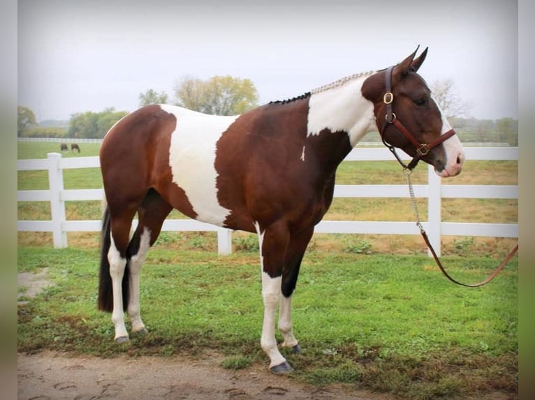 American Paint Horse Merrie 13 Jaar Tobiano-alle-kleuren in Newton