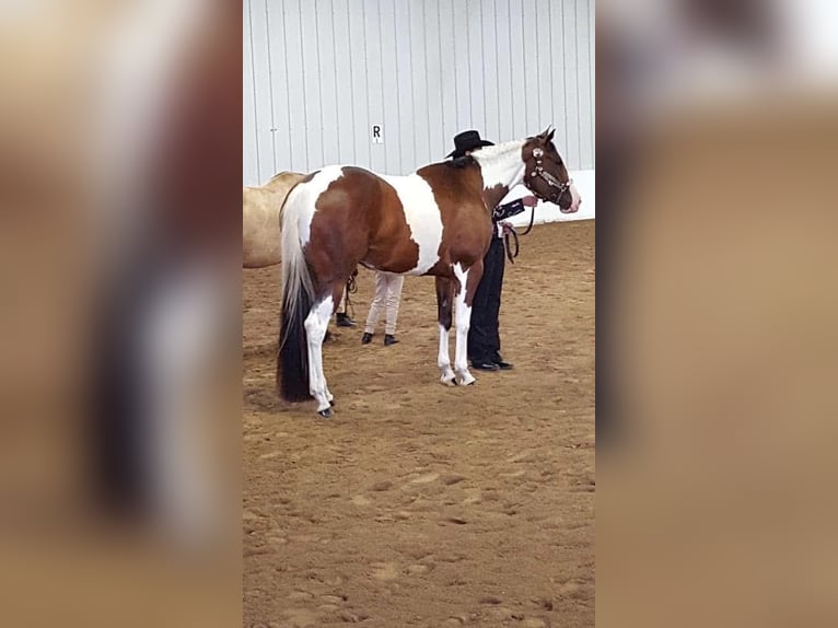 American Paint Horse Merrie 13 Jaar Tobiano-alle-kleuren in Newton