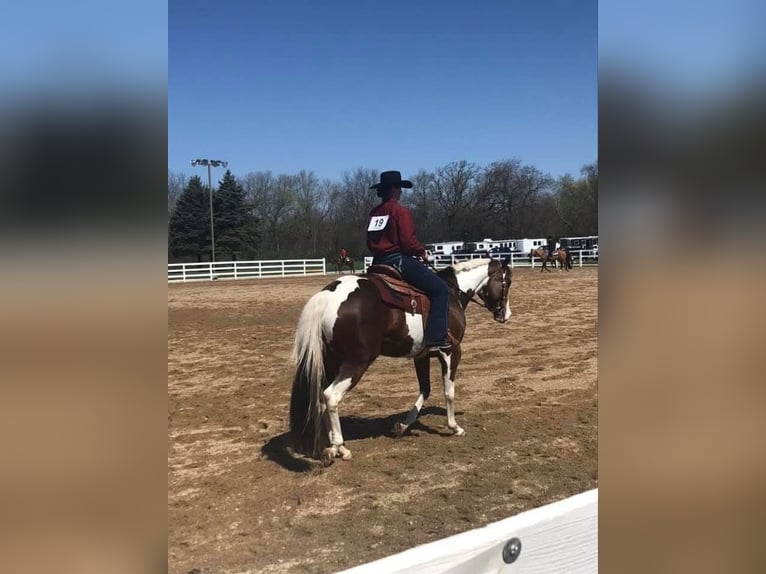 American Paint Horse Merrie 13 Jaar Tobiano-alle-kleuren in Newton