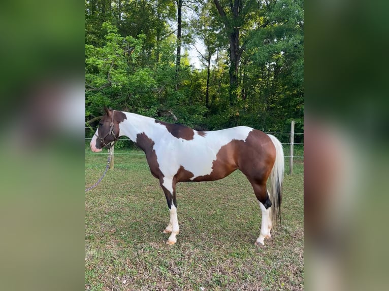 American Paint Horse Merrie 13 Jaar Tobiano-alle-kleuren in Newton