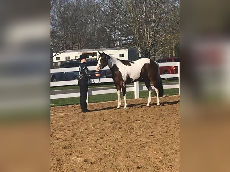American Paint Horse Merrie 13 Jaar Tobiano-alle-kleuren in Newton