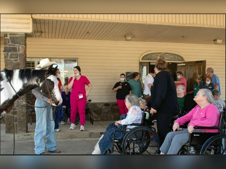 American Paint Horse Merrie 14 Jaar 150 cm Overo-alle-kleuren in Quitman AR