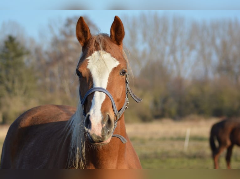American Paint Horse Merrie 14 Jaar 150 cm Vos in Wanzleben-Börde