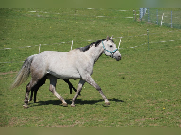 American Paint Horse Merrie 14 Jaar 153 cm Schimmel in Haldenwang