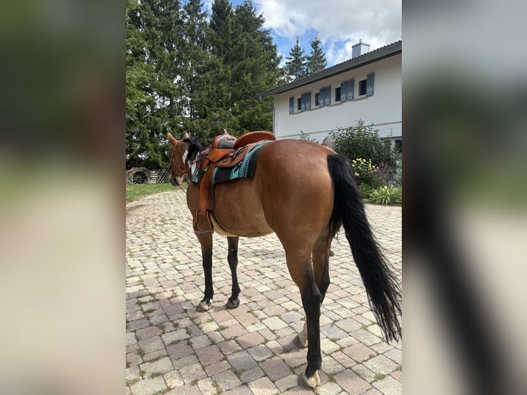 American Paint Horse Merrie 14 Jaar 155 cm Overo-alle-kleuren in Bonndorf im Schwarzwald