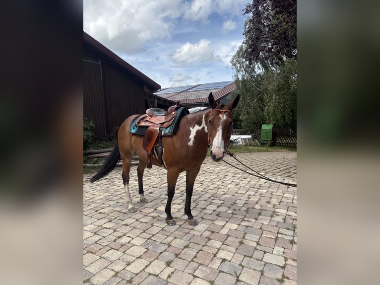American Paint Horse Merrie 14 Jaar 155 cm Overo-alle-kleuren in Bonndorf im Schwarzwald
