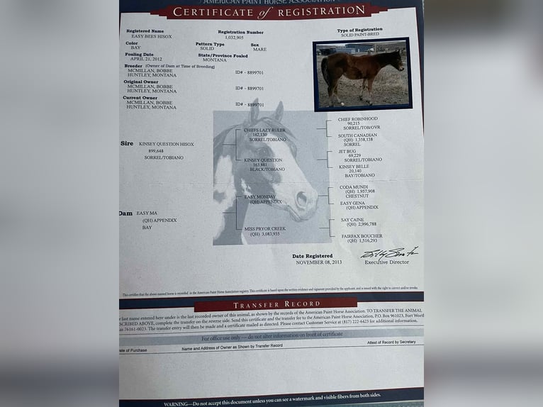 American Paint Horse Merrie 14 Jaar 155 cm Roodbruin in Huntley