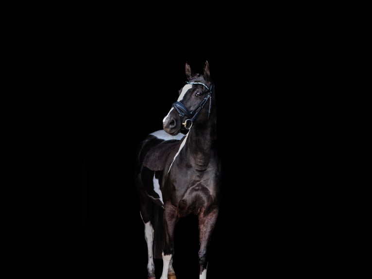 American Paint Horse Mix Merrie 14 Jaar 158 cm Gevlekt-paard in Kürten
