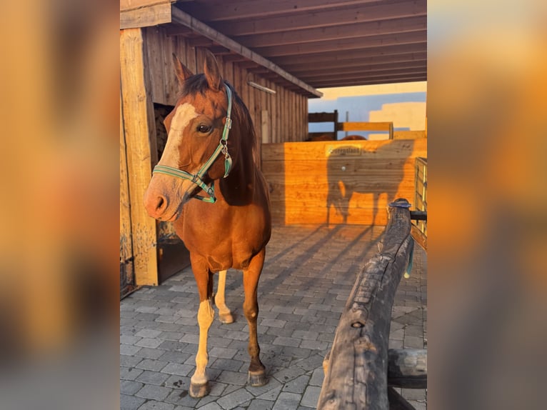 American Paint Horse Merrie 14 Jaar 160 cm Overo-alle-kleuren in Goslar HahndorfGoslar