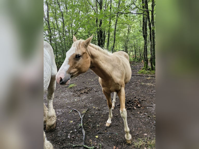American Paint Horse Merrie 14 Jaar in Meuzac