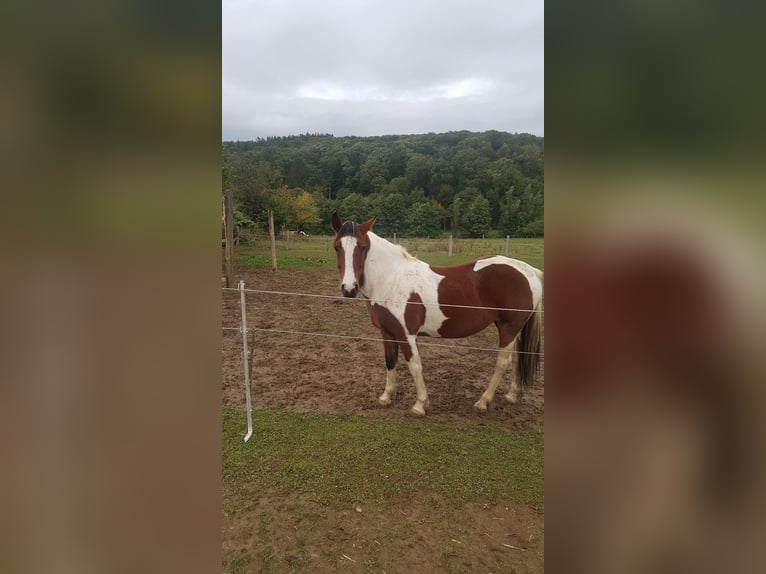 American Paint Horse Merrie 14 Jaar Gevlekt-paard in Warstein