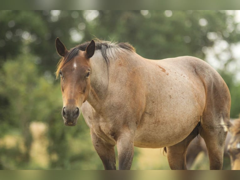 American Paint Horse Merrie 14 Jaar Roan-Bay in Tarn et garonne