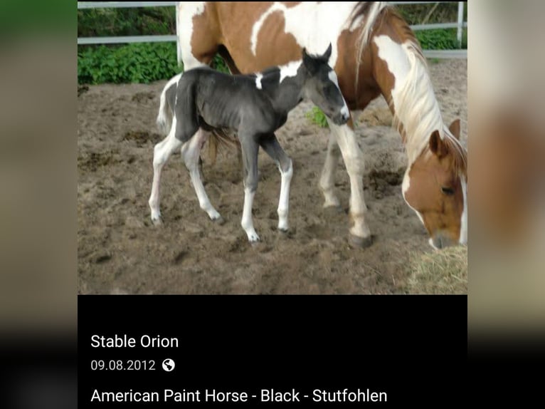 American Paint Horse Merrie 14 Jaar Tobiano-alle-kleuren in Linau