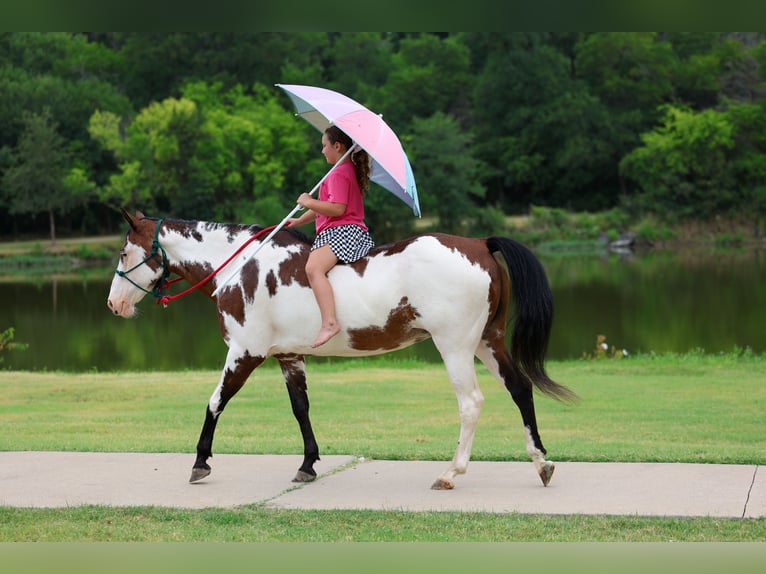 American Paint Horse Merrie 15 Jaar 142 cm Overo-alle-kleuren in Terrell