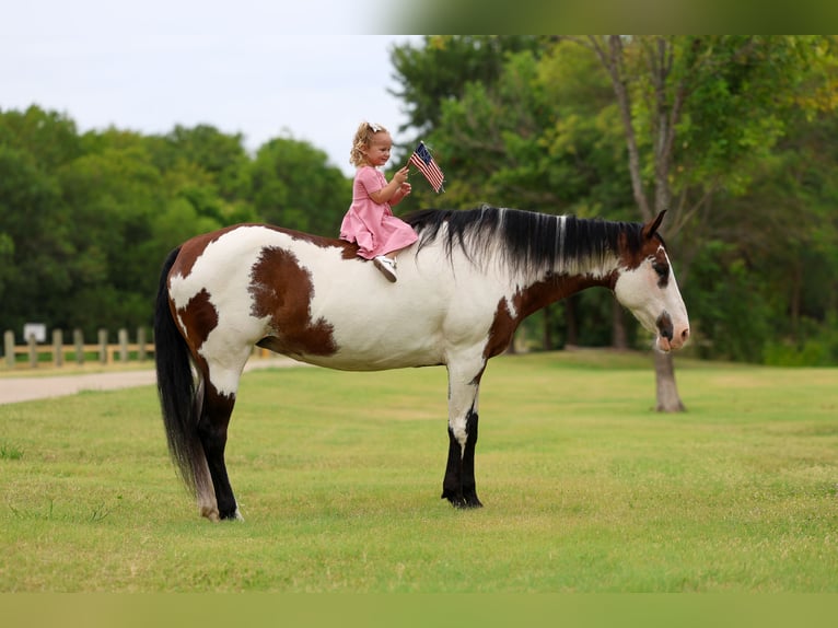 American Paint Horse Merrie 15 Jaar 142 cm Overo-alle-kleuren in Terrell