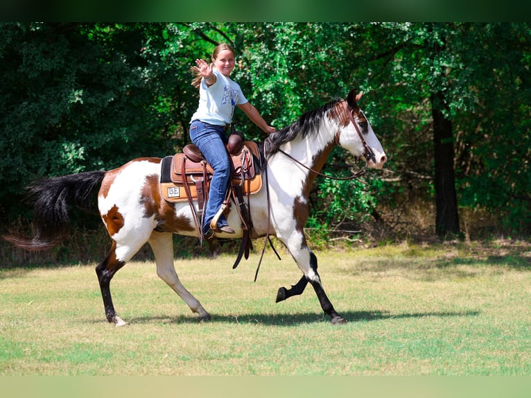 American Paint Horse Merrie 15 Jaar 142 cm Overo-alle-kleuren in Terrell