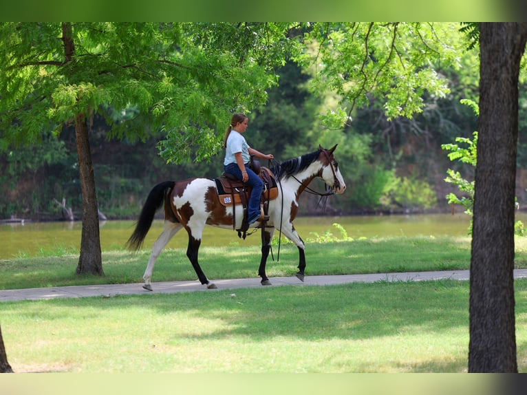American Paint Horse Merrie 15 Jaar 142 cm Overo-alle-kleuren in Terrell