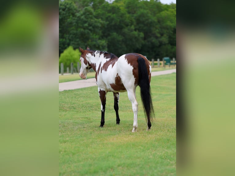 American Paint Horse Merrie 15 Jaar 142 cm Overo-alle-kleuren in Terrell