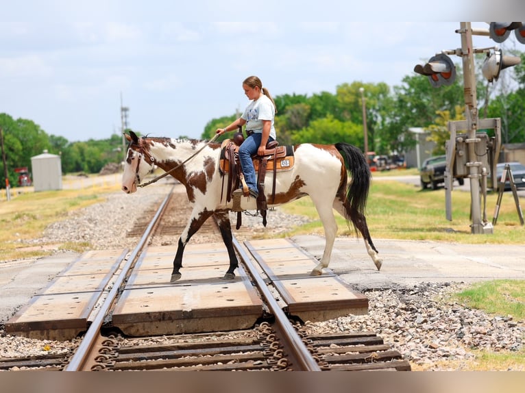 American Paint Horse Merrie 15 Jaar 142 cm Overo-alle-kleuren in Terrell