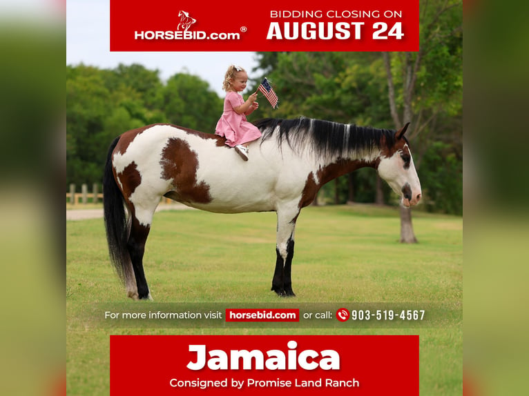 American Paint Horse Merrie 15 Jaar 142 cm Overo-alle-kleuren in Terrell