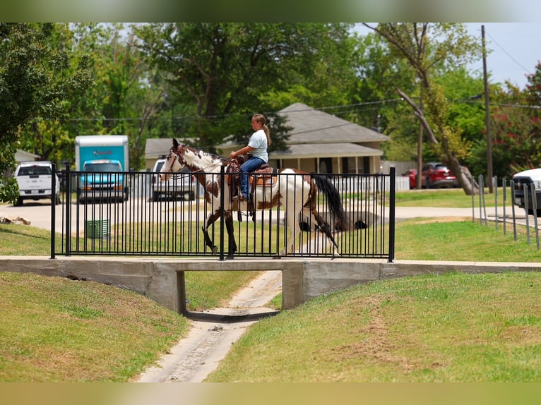 American Paint Horse Merrie 15 Jaar 142 cm Overo-alle-kleuren in Terrell
