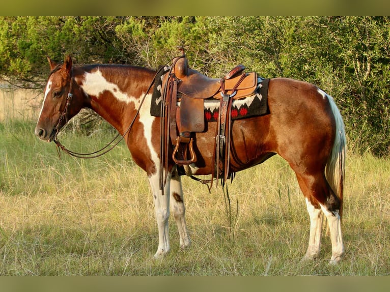 American Paint Horse Merrie 15 Jaar 150 cm Tobiano-alle-kleuren in Lipan TX