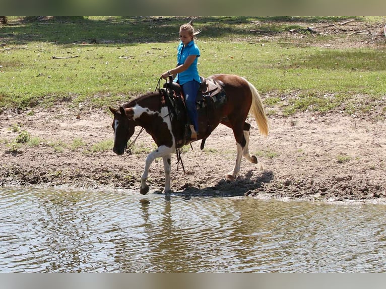 American Paint Horse Merrie 15 Jaar 150 cm Tobiano-alle-kleuren in Lipan TX