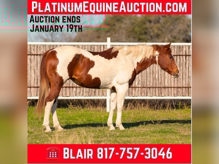 American Paint Horse Merrie 15 Jaar 152 cm Donkere-vos in Weatherford TX