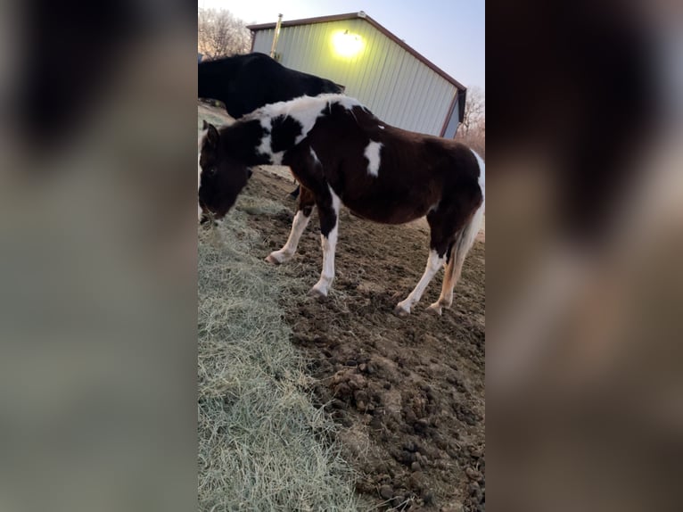 American Paint Horse Merrie 15 Jaar 152 cm Gevlekt-paard in Stockton