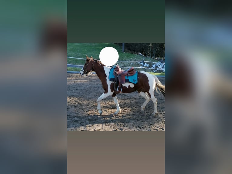 American Paint Horse Merrie 15 Jaar 152 cm Gevlekt-paard in Todtnau